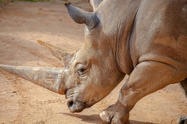 Big rhinoceros close-up, horn animal, brown big animal, sign of danger. High quality photo clipart