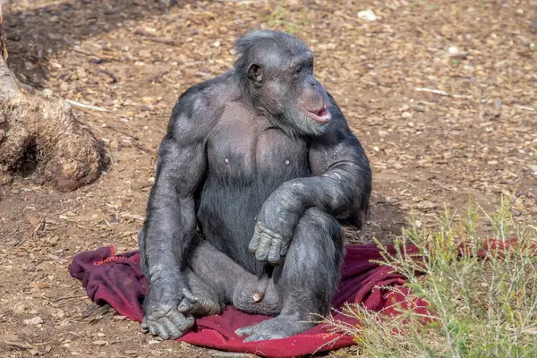 Erkek şempanze kırmızı battaniyede oturuyor, maymun ailesi, vahşi yaşam. Yüksek kalite fotoğraf
