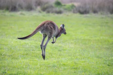 Wallaby kangurusu Avustralya 'daki çiçekler, vahşi yaşam ve doğadaki güzellik arasında yeşil bir çayırda zıplıyor. Yüksek kalite fotoğraf