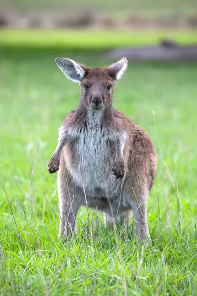 stock image Cute little wallaby kangaroo is grazing on a green meadow among flowers in Australia, wildlife and beauty in nature. High quality photo