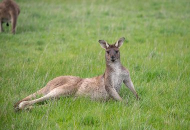 Wallaby kanguruları yeşil bir çayırda dinleniyor. Avustralya, vahşi yaşam ve doğadaki güzellik. Yüksek kalite fotoğraf