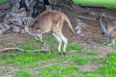 Wallaby kangurusu Avustralya 'daki çiçekler, vahşi yaşam ve doğadaki güzellik arasında yeşil bir çayırda zıplıyor. Yüksek kalite fotoğraf