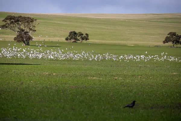 Avustralya manzarası, yeşil çayır, büyük ağaç ve büyük bir beyaz papağan sürüsü. Yüksek kalite fotoğraf