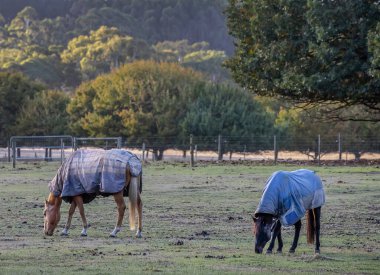 İki at tarlada otluyor, kuru otlar, çiftlikte hayat. - Evet. Yüksek kalite fotoğraf