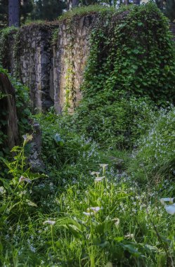Avustralya 'da yeşil bir ormandaki eski bir çiftlik evinin kalıntıları, otlar ve beyaz çiçeklerle kaplanmış, doğanın gücü, özel bir ruh hali. Yüksek kalite fotoğraf