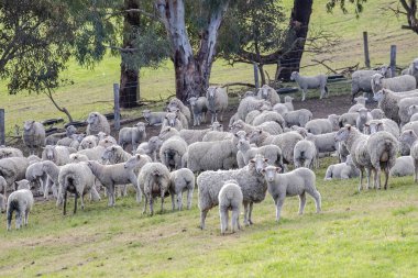 Çiftlik ağılındaki koyun sürüsü kırpılmayı bekliyor, Avustralya 'daki yün endüstrisini ve kırsal çiftlik hayatını gözler önüne seriyor. Yüksek kalite fotoğraf