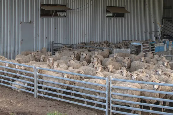 Çiftlik ağılındaki koyun sürüsü kırpılmayı bekliyor, Avustralya 'daki yün endüstrisini ve kırsal çiftlik hayatını gözler önüne seriyor. Yüksek kalite fotoğraf