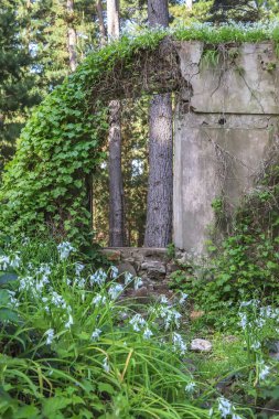 Ruins of an old farm house in a green forest in Australia, overgrown with grass and white flowers, power of nature, special mood . High quality photo clipart