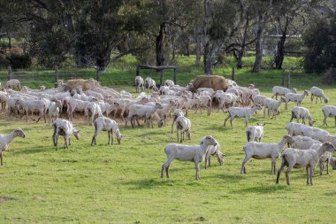 Kırsal bir otlakta otlayan ve beslenen koyun sürüsü Avustralya 'daki çiftlik hayatını ve yün endüstrisini ön plana çıkarıyor. Yüksek kalite fotoğraf