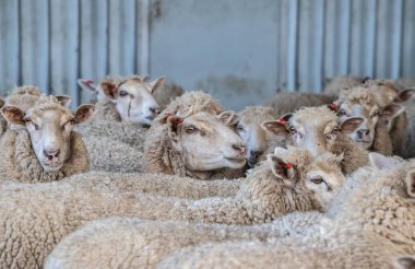 Çiftlik ağılındaki koyun sürüsü kırpılmayı bekliyor, Avustralya 'daki yün endüstrisini ve kırsal çiftlik hayatını gözler önüne seriyor. Yüksek kalite fotoğraf