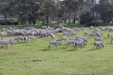 Kırsal bir otlakta otlayan ve beslenen koyun sürüsü Avustralya 'daki çiftlik hayatını ve yün endüstrisini ön plana çıkarıyor. Yüksek kalite fotoğraf