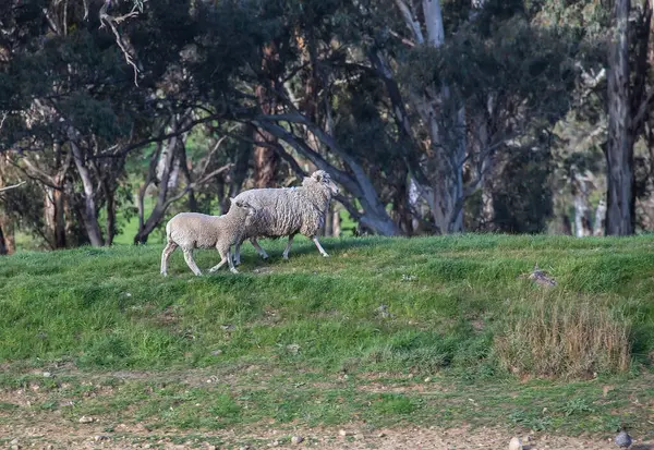 Yünlü koyun sürüsü, Avustralya 'nın kırsal kesimindeki ağaçlar ve kırsal alanlarla çevrili yemyeşil bir çayırda otluyor. Yüksek kalite fotoğraf