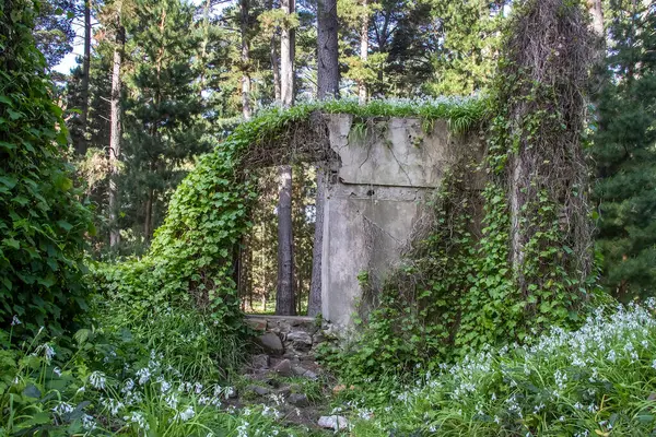Avustralya 'da yeşil bir ormandaki eski bir çiftlik evinin kalıntıları, otlar ve beyaz çiçeklerle kaplanmış, doğanın gücü, özel bir ruh hali. Yüksek kalite fotoğraf