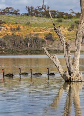 Güney Avustralya 'nın doğal güzellikleriyle çevrili Murray Nehri' nin sakin sularında süzülen zarif siyah kuğular. Yüksek kalite fotoğraf