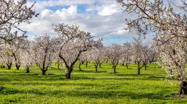 Canlı bir gökyüzünün altında çiçek açan güzel badem bahçesi, çiçek açan ağaçlar ve yemyeşil çimenler sergileniyor. Yüksek kalite fotoğraf