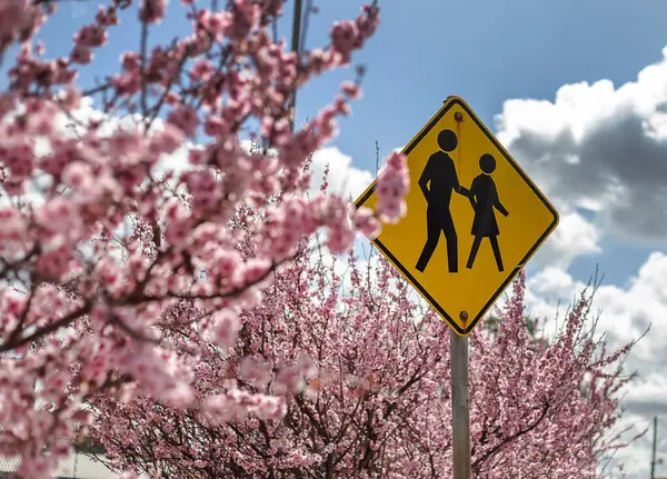 Güzel çiçek açan kiraz ağaçları, parlak pembe çiçeklerle güneşli bir bahar gününde caddede sıraya dizilmiş. Yüksek kalite fotoğraf