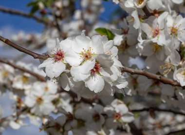 Açık mavi bir gökyüzünün altında narin beyaz taç yaprakları ve pembe merkezleri olan çiçek açan badem ağacı çiçeklerine yakın çekim. Yüksek kalite fotoğraf