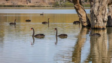 Güney Avustralya 'nın doğal güzellikleriyle çevrili Murray Nehri' nin sakin sularında süzülen zarif siyah kuğular. Yüksek kalite fotoğraf