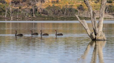 Güney Avustralya 'nın doğal güzellikleriyle çevrili Murray Nehri' nin sakin sularında süzülen zarif siyah kuğular. Yüksek kalite fotoğraf