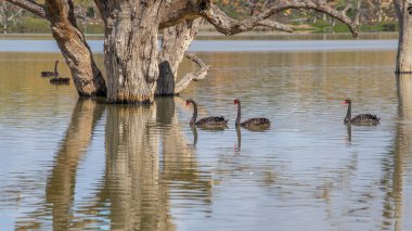 Güney Avustralya 'nın doğal güzellikleriyle çevrili Murray Nehri' nin sakin sularında süzülen zarif siyah kuğular. Yüksek kalite fotoğraf