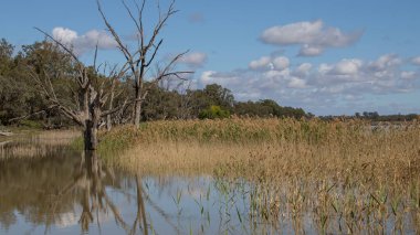 Durgun sulak arazi manzarası. Mavi bir gökyüzünün altında sazlıklar ve yemyeşil sularla çevrili durgun suda yansıyan ölü bir ağaç. Dikey. Yüksek kalite fotoğraf