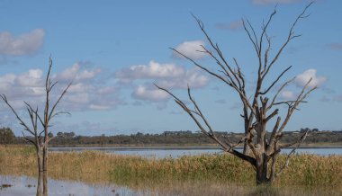 Durgun sulak arazi manzarası. Mavi bir gökyüzünün altında sazlıklar ve yemyeşil sularla çevrili durgun suda yansıyan ölü bir ağaç. Dikey. Yüksek kalite fotoğraf