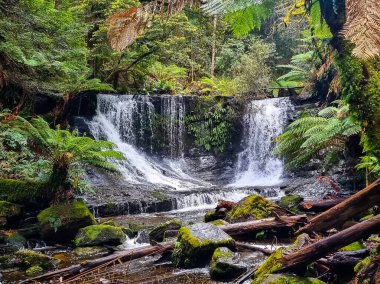 Russell Şelalesi, Tazmanya 'da yemyeşil eğreltiotları ve sakin bir yağmur ormanında yosunlu kayalarla çevrili çarpıcı bir şelale. Yüksek kalite fotoğraf