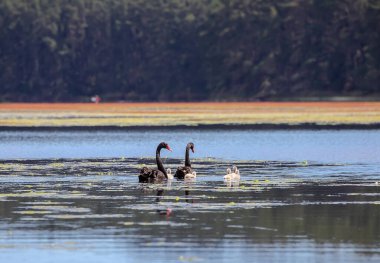 Black swan family gracefully floating on Myponga Reservoir, surrounded by serene water and natural beauty. High quality photo clipart