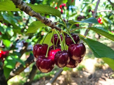 Picking ripe red cherries from a lush tree in a sunny orchard during harvest season. High quality photo clipart