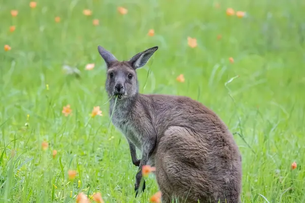 Turuncu kır çiçekleriyle çevrili bir çayırda kanguru Avustralya 'nın vahşi doğasında huzurlu bir anın tadını çıkarıyor. Yüksek kalite fotoğraf