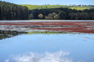 Myponga Reservoir in South Australia, featuring serene waters, lush forest, and natural aquatic vegetation. High quality photo clipart