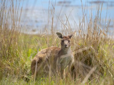 Kangaroo hiding among tall grasses near Myponga Reservoir, blending into the serene natural landscape. High quality photo clipart