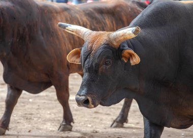 Güney Avustralya 'da Rodeo Bull Ride, etkinlikte süper-uygun boğalar sergileniyor