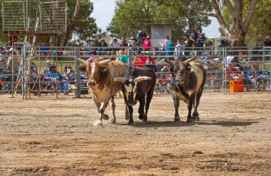 Güney Avustralya 'da Rodeo Bull Ride, etkinlikte süper-uygun boğalar sergileniyor