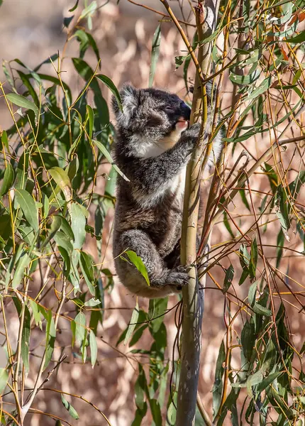 Genç koala okaliptüs ağacına tırmanırken vahşi doğada yapraklarla besleniyor.