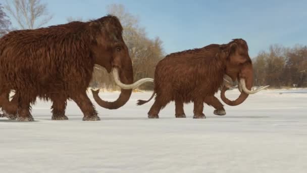 凍った湖を渡るウーリーマンモスの家族の3Dアニメーション — ストック動画