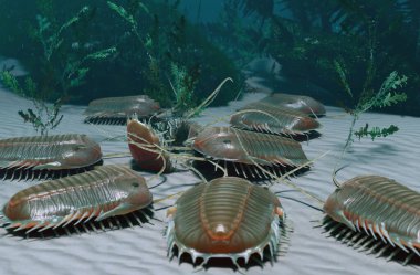 Paradoksitlerin üç boyutlu bir çizimi, Orta Kambriyen döneminde tüm dünyada bulunan, soyu tükenmiş büyük bir trilobit cinsi..