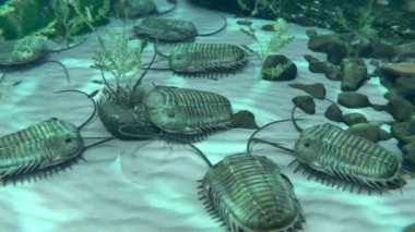 Soyu tükenmiş Trilobitlerin deniz tabanında leş yiyen 3 boyutlu animasyonu.