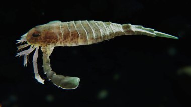 A 3D illustration of an extinct sea scorpion Eurypterus remipes in a Silurian seafloor 420 million years ago. clipart