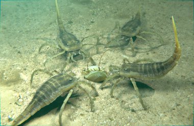 Soyu tükenmiş Eurypterids Kokomopterus 'un (deniz akrepleri) 418 milyon yıl önce karanlık bir gölün dibindeki ölü bir trilobiti temizleyen bir örneği..