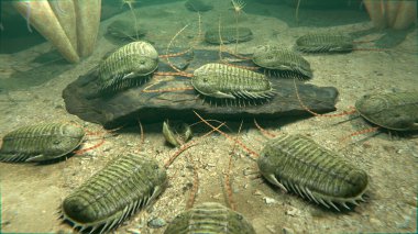 Soyu tükenmiş Trilobitler grubunun 420 milyon yıl önce bir deniz tabanında leş yiyen bir grubun resmi..