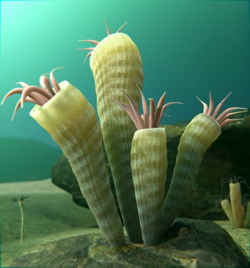 Silurian 418 milyon yıl önceki nesli tükenmiş Horn Coral Rugosa 'nın bir örneği..