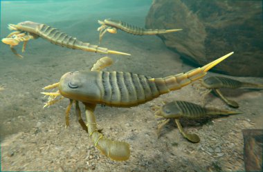 418 milyon yıl önce Silurian Dönemi deniz tabanında yüzen Eurypterids 'in (Deniz Akrepleri) bir çizimi.
