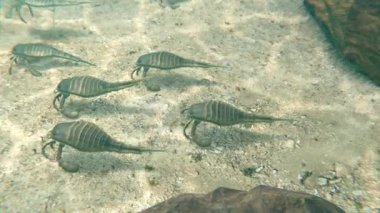 418 milyon yıl önce bir Silurian Dönemi deniz tabanında Eurypterids (Deniz Akrepleri) animasyonu.