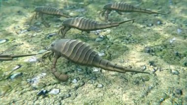 418 milyon yıl önce bir Silurian deniz tabanında hareket eden Eurypterids (Deniz Akrepleri) animasyonu.