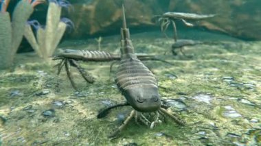 Tarih öncesi Eurypterus 'un (Deniz Akrebi) 418 milyon yıl önce Silurian Dönemi deniz tabanında bir solucana saldırıp yediği bir animasyon. Eurypteridler örümceklerle ilgili soyu tükenmiş eklembacaklılardır ve avlarını parçalamak için kollarını kullanırlar..