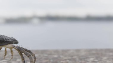 Tarih öncesi Eurypterid Kokomopterus 'un (Deniz Akrebi) 418 milyon yıl önce bir Silurian Dönemi gelgit düzlüğünde yürüyen bir animasyonu. Eurypterid 'lerin soyu tükenmiş eklembacaklılar örümcek, akrep ve yengeçlerin ataları..