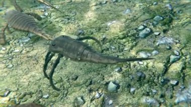 Tarih öncesi Eurypterid Kokomopterus 'un (Deniz Akrepleri) 418 milyon yıl önce ölmüş bir trilobitten Eurypterus' u kovalamasının animasyonu. Eurypterid 'lerin soyu tükenmiş eklembacaklılar örümcek, akrep ve yengeçlerin ataları..