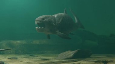 382 milyon yıl önce Devonian döneminde avlanan büyük tarih öncesi zırhlı balık Dunkleosteus 'un (deniz akrepleri) bir animasyonu..