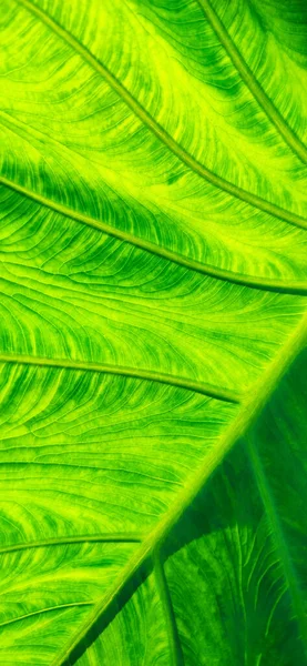 Estrutura Folha Verde Brilhante Luz Fundo Textura Exótica Plana Fábrica — Fotografia de Stock